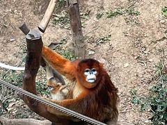 -上海野生动物园