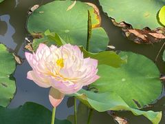 -金桥现代产业园区-停车场