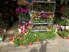 -溪岸路花鸟市场