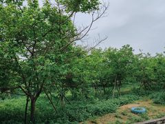 -天适樱花悠乐园