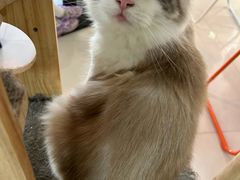 -平行世界·猫咖(首经贸店)