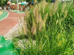 -羊亭河湿地公园