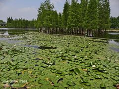 -白鹭湾湿地公园