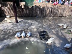 -保定市动物园