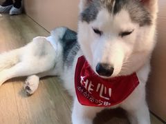 桃心-Husky Go! 哈士奇体验馆·宠物咖啡厅狗咖