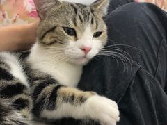 -李小姐の猫咖啡馆(五角场店)