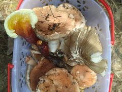 -铁山坪森林公园