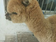 -新疆天山野生动物园