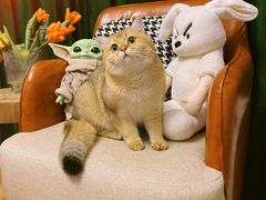 -欣宠猫屋·矮脚拿破仑·蓝金金渐层