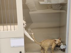 -唐小姐の私宠·宠物洗护美容·撸猫馆·购宠(周浦万达旗舰店)