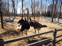 -大连森林动物园