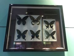 -上海昆虫博物馆