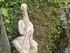 -深圳野生动物园
