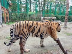 -上海野生动物园老虎餐厅