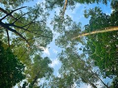 -火炉山森林公园