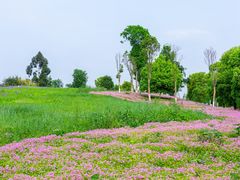 -白鹭湾湿地公园