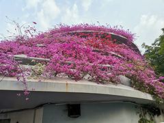 -深圳仙湖植物园
