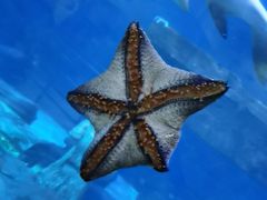 -海合安青岛极地海洋公园