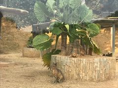 -泉州海丝野生动物世界