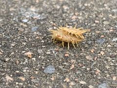 -珍记海鲜粥·海鲜粉