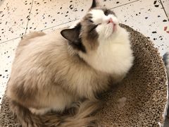 -喵喵咪呀布偶猫咖(春熙路店)