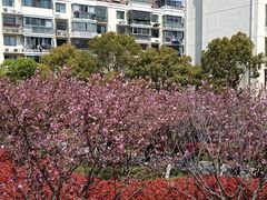 -高东镇樱花园
