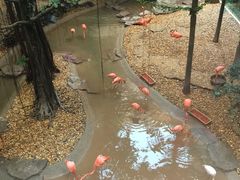 -麒麟中餐厅·经典粤菜·地道菜式老字号(广州长隆酒店)