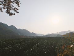 -中国茶叶博物馆(双峰馆区)