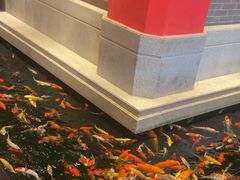 -龙悦湾酒家·八阵鱼生·渔人码头店