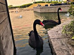 -行者书屋大堂吧 ·下午茶(南京圣和府邸酒店)