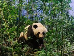 -陕西自然博物馆