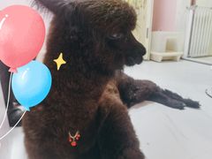-我爱猫咪·猫咖·狗咖·安哥拉兔·羊驼咖(小寨华旗店)