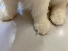-COLOR PETS 撸猫馆·购猫·猫咖(长风大悦城店)