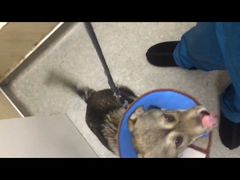 -安安宠医·安宠宠物医院