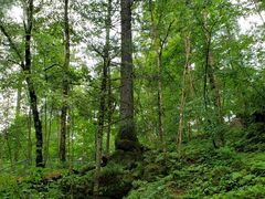 -五营红松林海景区