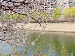 -桃花堤公园