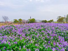 -泗洪洪泽湖湿地景区