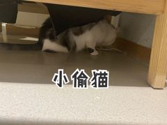 -藏猫猫咖啡主题馆(中央大道店)