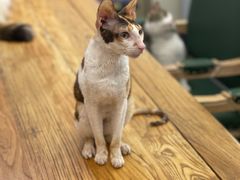 -猫小院猫主题餐厅(南锣旗舰店)