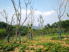 -南京市江宁方山