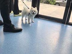 -博特宠物医院24h犬猫全科.骨科·异宠