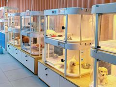 -翊宠yipet猫狗购宠庄园犬舍•猫舍