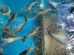 -Thai Basil罗勒叶泰式餐厅(时代天街店)