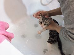 -秀猫阁·猫咪花园(万达店)
