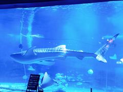 -烟台海昌鲸鲨海洋公园