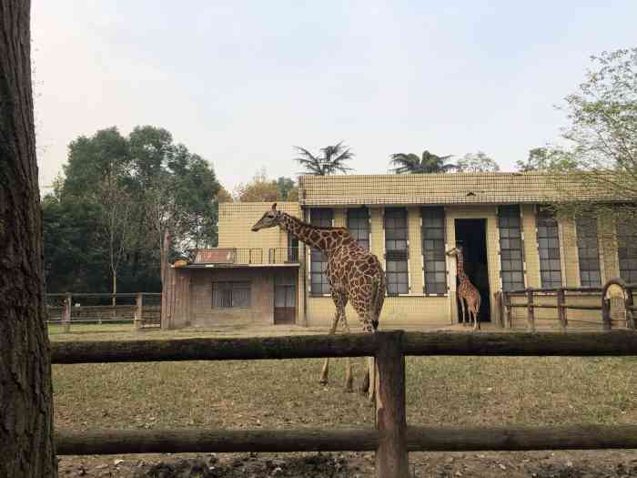 成都动物园-"成都市动物园位于四川省成都市北二环与三环.