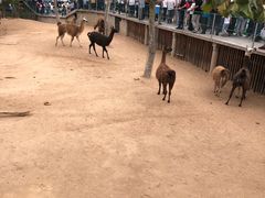 -西霞口神雕山野生动物世界