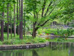 -上海共青森林公园