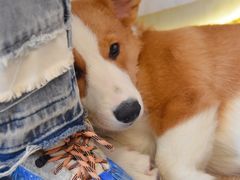 -浣熊柯尔鸭土拨鼠·电玩咖