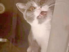 -猫大福·Fortune Cat猫舍(百子湾店)